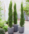 Echte Toskana 'Säulen-Zypressen', 1 Pflanze, Cupressus sempervirens pyramidalis