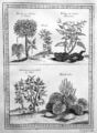 Ginseng Rhabarber Tee tea rhubarb Botanik botany China Kupferstich engraving