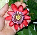 Passiflora alata, Passionsblume,duftend,Riesen-Granadilla,essbare Frucht,5 Samen