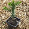 Chilenische Schmucktanne Araucaria araucana Andentanne langs. wachsend immergrün