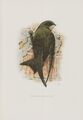 Mauersegler Apus apus Segler Schwalbe   Farbdruck 1958 Ornithologie