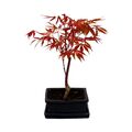 Exotenherz - Japanischer Fächer-Ahorn,  Acer palmatum, 15cm Schale