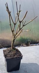 Bonsai,  Bergahorn  , Acer pseudoplatanus  im 2 Liter Topf