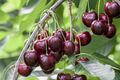 Süßkirsche 'Sunburst' CAC 7,5L - Prunus avium, Selbstfruchtend