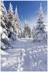 Wallario selbstklebendes Poster Plakat Wanderweg Schnee Ski fahren Langlauf Eis