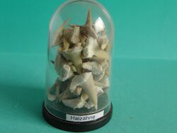 Haifischzähne aus Marokko in Glockendose 44 x 68 mm, (VM45)