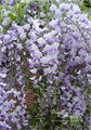 Blauregen - Wisteria - Glyzine 'floribund Isaii'  (veredelte Pflanze) 80 -100 cm