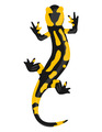 Autoaufkleber Sticker Feuersalamander Aufkleber