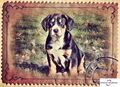 Entlebucher Sennenhund welpen 48953