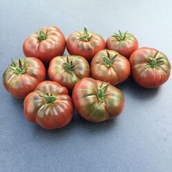 Tomaten fürs Freiland robuste und regentolerante Sorten Samen zum Aussuchen