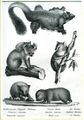 Eichhornartiger fliegender Phalanger, Grauer Koala, Der Wombat - Lithographie mi