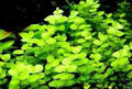 Natürlicher Filter für den Gartenteich  Unterwasserwald - immergrün + winterhart