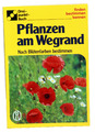 PFLANZEN AM WEGRAND - Nach Blütenfarben bestimmen