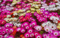 500 Samen Mittagsblume Mix Bodendecker Blütenteppich Steingarten Eiskrautblume