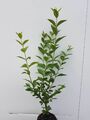 Liguster ovali. 25st. 50-80cm  Heckenpflanzen % Sale % Ovalifolium Wurzelware
