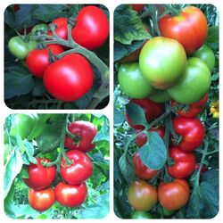 Tomaten fürs Freiland robuste und regentolerante Sorten Samen zum Aussuchen