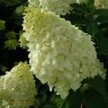 Hydrangea pan. Polar Bear, weiß blühende Rispenhortensie