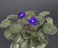 Colorado Sky  Blatt/ leaf African Violet Usambaraveilchen