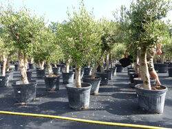 Olivenbaum Olive "Angebot" 150 - 180 cm, beste Qualität winterhart Olea Europaea
