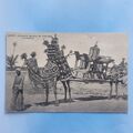 Ägypten Postkarte C1910 Einheimische Kamel Limousine Stuhl Hochzeit Parade Afrika