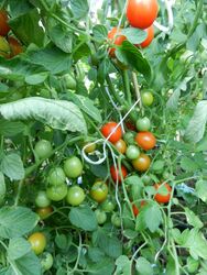 76 verschiedene Tomaten  Tomatensamen Samen Gemüse