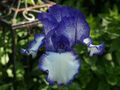 Schwertlilie / Iris " Blue Staccato "