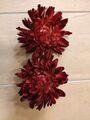 Bauchtanz Tribal Fusion ATS Haarklammer Kopfschmuck 4 St. Blumen rot