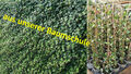 Hedera hibernica 70-90 cm Efeu Bodendecker Zaun Kletterpflanze immergrün Top