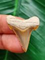 3,1 cm facettenreich gefärbter Zahn des Carcharocles Angustide - Hai Zahn Fossil