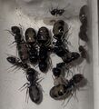 Camponotus bellus Ameisenkolonie ant colony