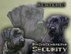 Schnauzer RIESENSCHNAUZER Hundeschild SCHILD Türschild Metall Warnschild NEU #1