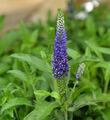 Ehrenpreis Blue Indigo - Veronica cultorum