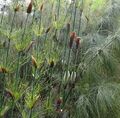 SAMEN beliebte SüSS-GRAS Wildgarten dekorative attraktive wunderschön