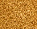 1 kg Senfsaat gelb Senfkörner gelbe Senf Körner feinste Qualität Mustard seed
