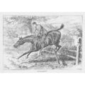 JOHN STURGESS Raum zur Verbesserung - antiker Pferdesprungdruck 1891