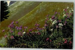39613227 - Aster alpinus Alpen-Aster Saponaria ocymoides Rot-Seifenkraut
