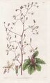 Saxifraga Leucanthemifolia Rocky Mountains flower botanical print Curtis 2959