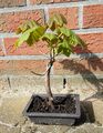 Bergahorn Pre-Bonsai Yamadori, Acer pseudoplatanus, Prebonsai