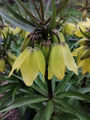 20 x Zartgelbe Kaiserkronen Samen Fritillaria Helena