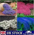500 kriechende Thymiansamen bunte Pflanze Blumen mehrjährige Gartensamen UK