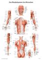 Das Muskelsystem des Menschen Lernposter der menschlichen Anatomie Poster 1 S.
