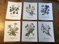6 unbenutzte Wildblumen-Postkarten #9834