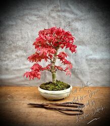 Acer palmatum 'Deshojo' - Japanischer Fächerahorn BONSAI / 18 Years Old