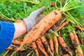 1000 Samen Riesen Möhre Herbst King Caltona Flakkeer Typ Riesen Gemüse Karotten