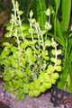 10 Bund Grünes Pfennigkraut / Lysimachia nummularis Wasserpflanzen Aquarium