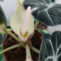 Alocasia Black Velvet  Exotisches Prachtgewächs  Tolle Jungpflanze