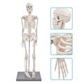 85cm Menschliches Stativ Skelett Modell Anatomie Lehrmodell Set Spezialharz