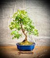 Acer buergerianum  - Dreispitzahorn BONSAI / 13 Years Old