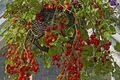Honig-Tomaten winterharter immergrüner Bodendecker jetzt pflanzen Set   Samen
