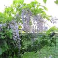 Blauregen Wisteria Pflanze mehrere Triebe ca. 10 - 15 cm im Topf